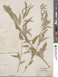 Salix amygdaloides image