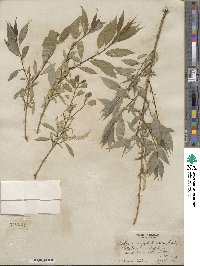 Salix amygdaloides image