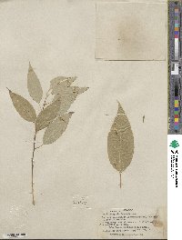 Salix amygdaloides image