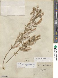 Salix amygdaloides image