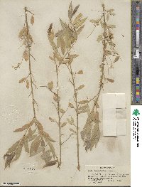 Salix amygdaloides image