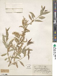 Salix amygdaloides image