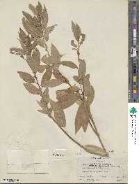 Salix amygdaloides image