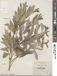 Salix amygdaloides image