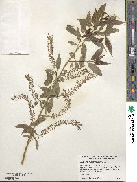 Salix amygdaloides image