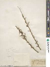 Salix amygdaloides image