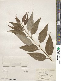 Salix amygdaloides image