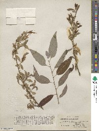 Salix amygdaloides image