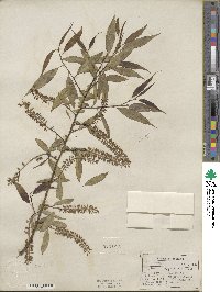 Salix amygdaloides image