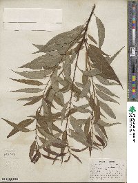 Salix amygdaloides image