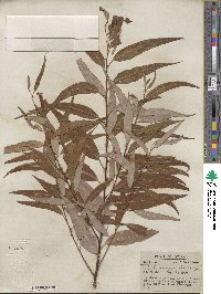 Salix amygdaloides image
