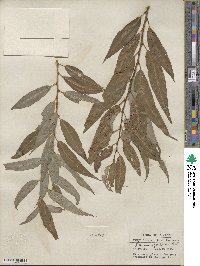 Salix amygdaloides image