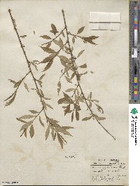 Salix amygdaloides image