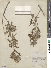Salix amygdaloides image