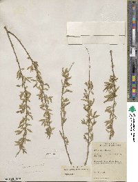 Salix amygdaloides image