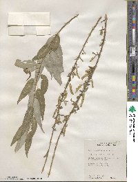 Salix amygdaloides image