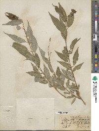 Salix amygdaloides image