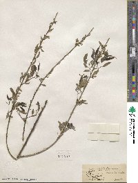 Salix amygdaloides image