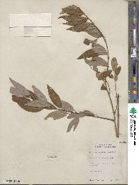 Salix amygdaloides image