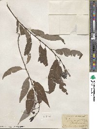 Salix amygdaloides image