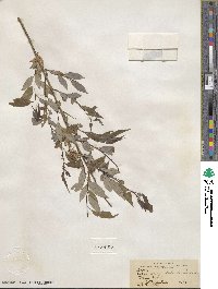 Salix amygdaloides image