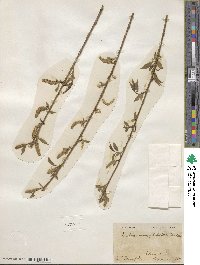 Salix amygdaloides image