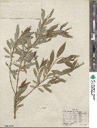 Salix amygdaloides image