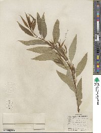 Salix amygdaloides image