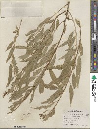 Salix amygdaloides image