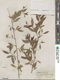 Salix amygdaloides image