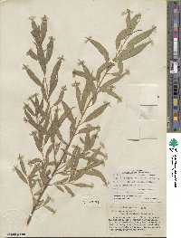 Salix amygdaloides image