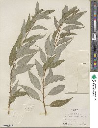 Salix amygdaloides image