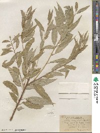 Salix amygdaloides image