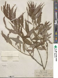 Salix amygdaloides image