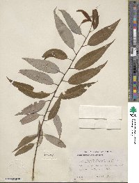 Salix amygdaloides image