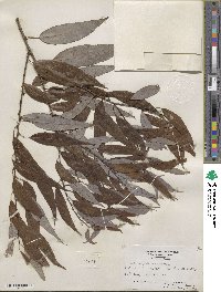 Salix amygdaloides image