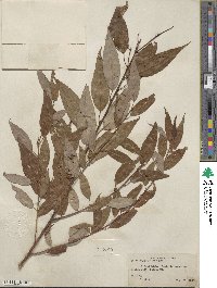 Salix amygdaloides image