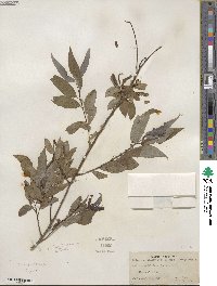 Salix amygdaloides image