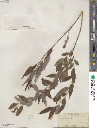 Salix amygdaloides image
