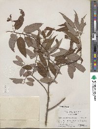 Salix amygdaloides image