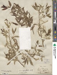Salix amygdaloides image