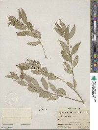 Salix amygdaloides image