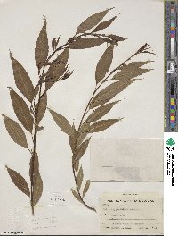Salix amygdaloides image