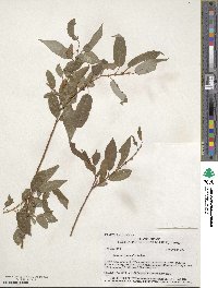 Salix amygdaloides image