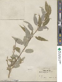 Salix amygdaloides image