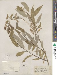 Salix amygdaloides image
