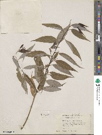 Salix amygdaloides image