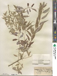 Salix amygdaloides image