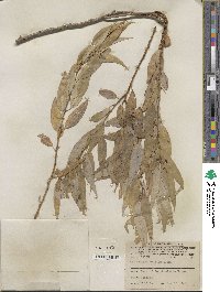 Salix amygdaloides image