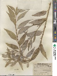 Salix amygdaloides image